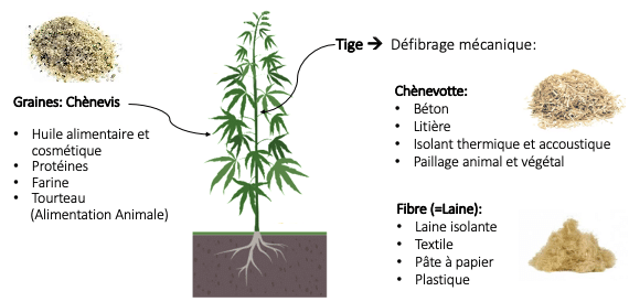 chanvre usage graine cannabis tige cannabis