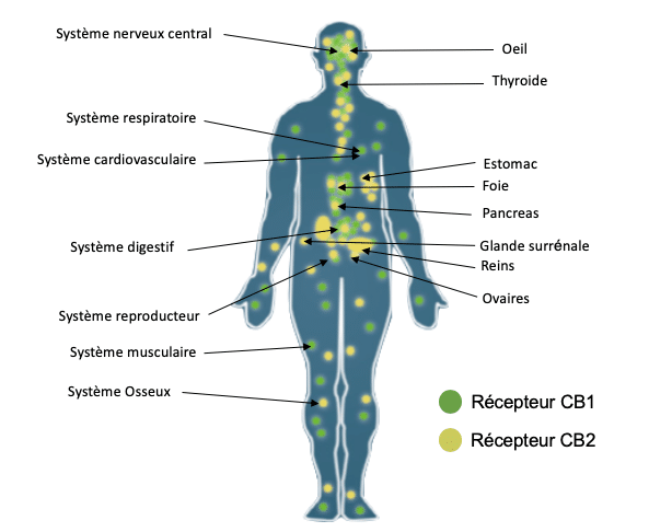 CBD agit sur notre système endocannabinoide